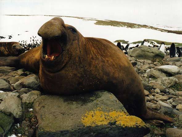 Os 10 animais mais estranhos do mundo 10