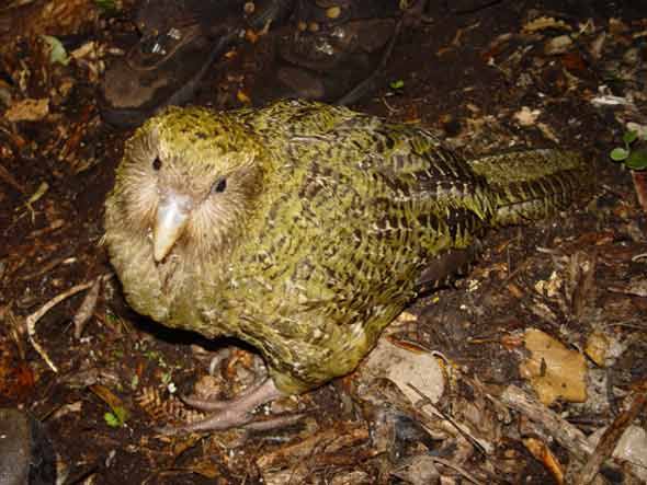 Os 10 animais mais estranhos do mundo 8