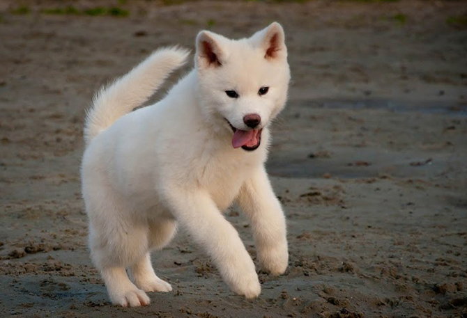 Os 10 cachorros mais bonitos do mundo 1