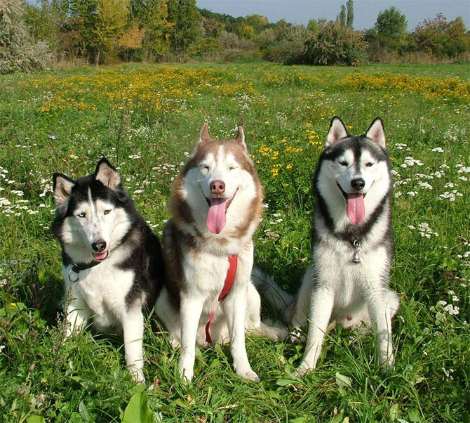 Os 10 cachorros mais bonitos do mundo 3