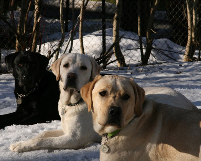 Os 10 cachorros mais bonitos do mundo 8