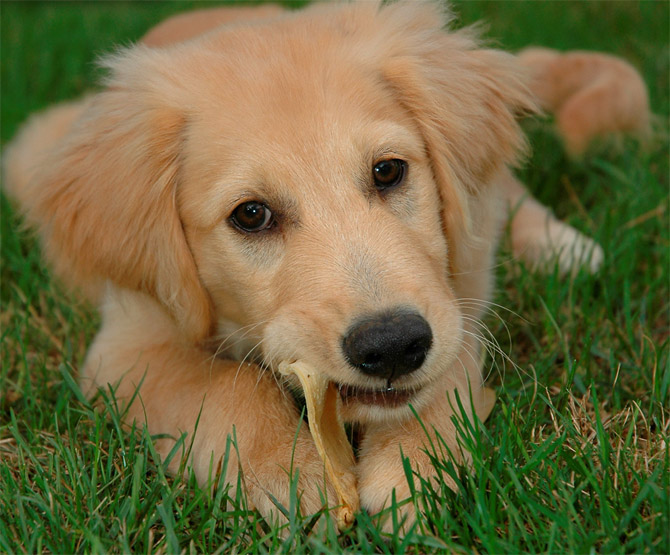 Os 10 cachorros mais bonitos do mundo 9