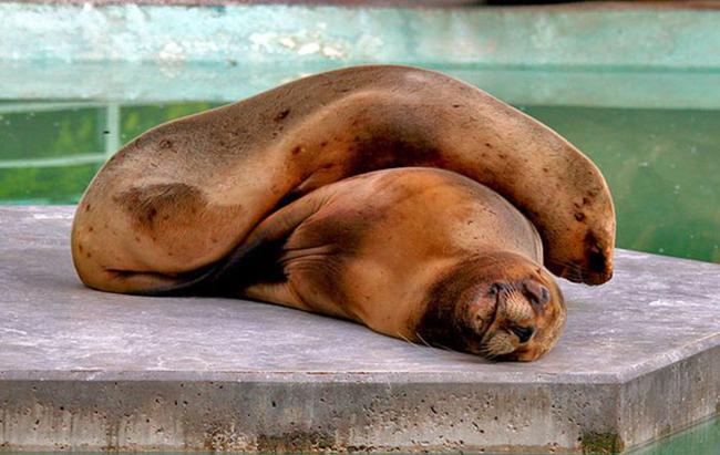 Animais dormindo juntinhos 10