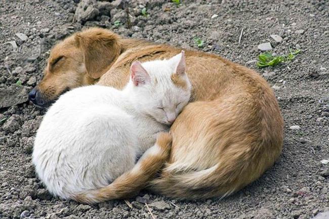 Animais dormindo juntinhos 13