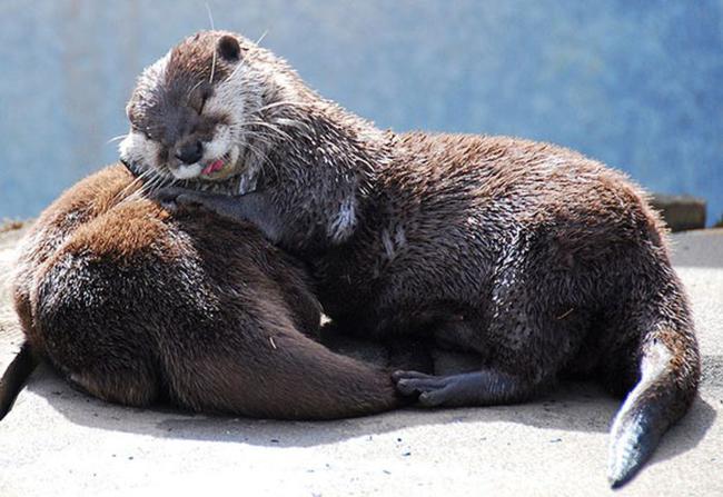 Animais dormindo juntinhos 23