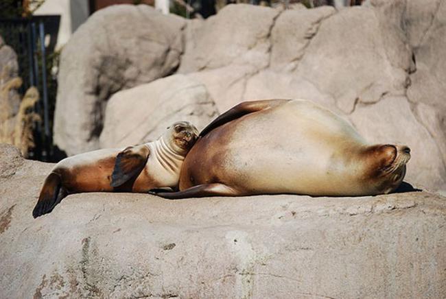 Animais dormindo juntinhos 26