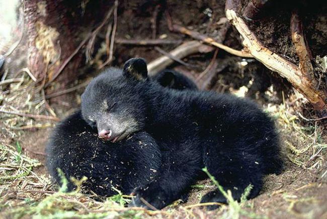 Animais dormindo juntinhos 28