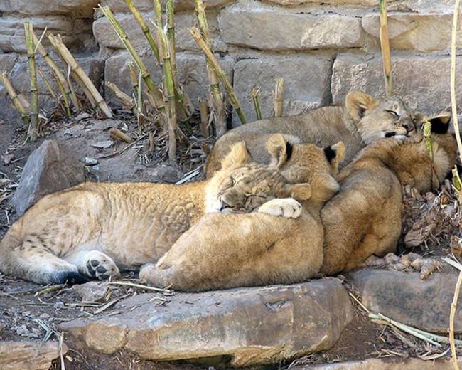 Animais dormindo juntinhos 7