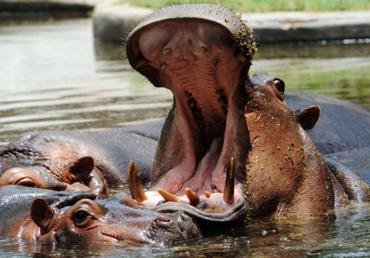 Os 10 animais mais perigosos do mundo 1