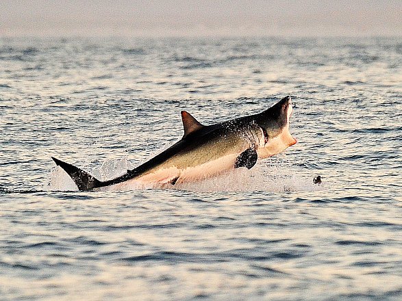 Os 10 animais mais perigosos do mundo 3