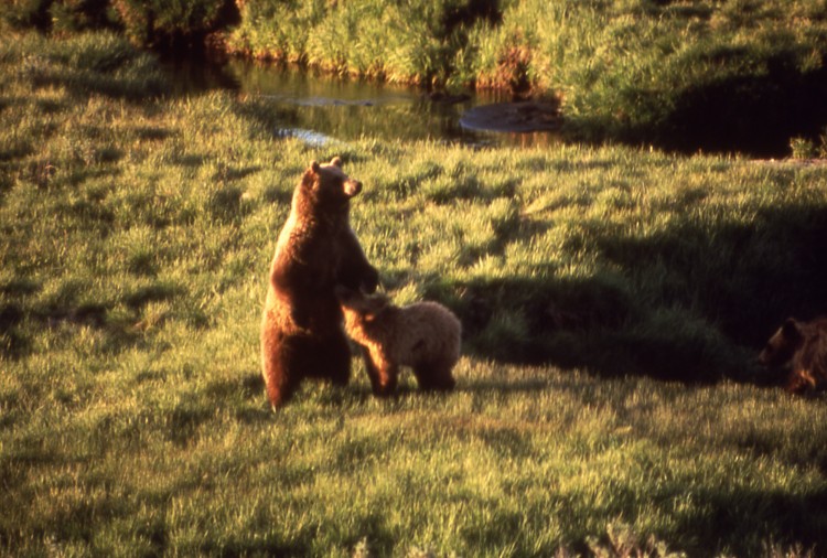 Os 10 animais mais perigosos do mundo 4