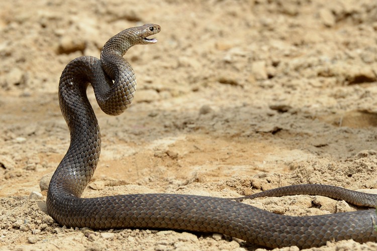 Os 10 animais mais perigosos do mundo 9