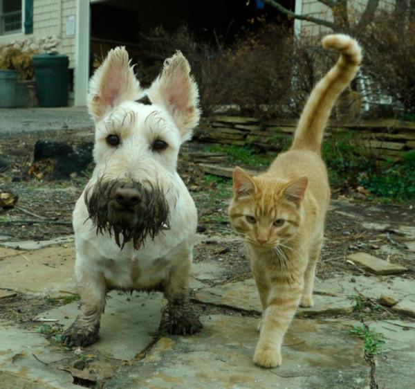 A amizade entre o cão e o gato 11