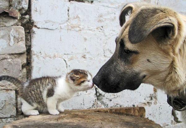 A amizade entre o cão e o gato 5